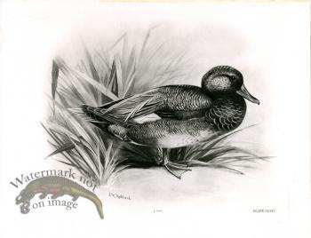 Bird 19   GADWALL